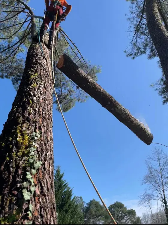 Démontage technique d'un arbre dangereux avec rétention