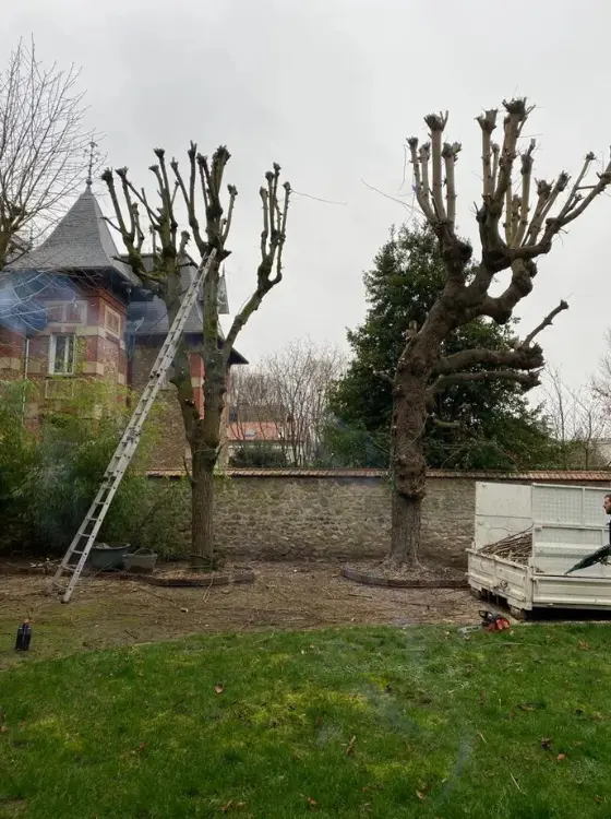Taille douce d'un arbre d'ornement