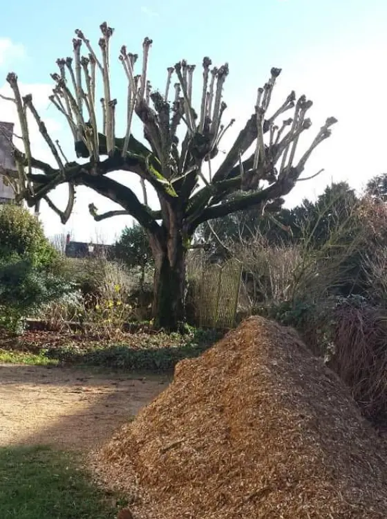 Prestation de nettoyage de jardin et débroussaillage professionnel